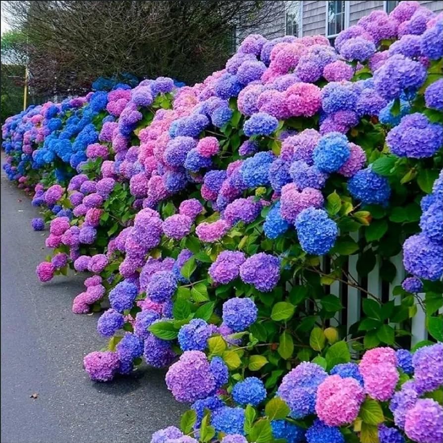 Blue Pink Purple Hydrangea Seeds